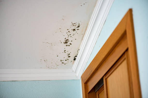 Best Mold Remediation for Specific Building Types in Marion, MS