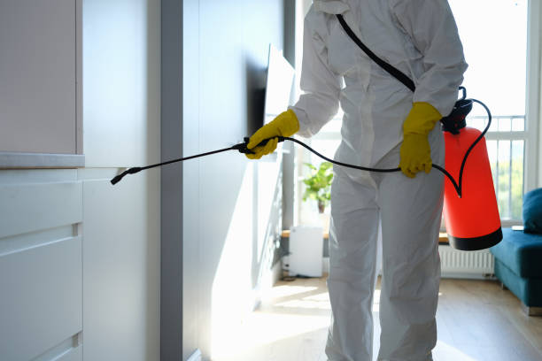 Best Black Mold Remediation in Marion, MS