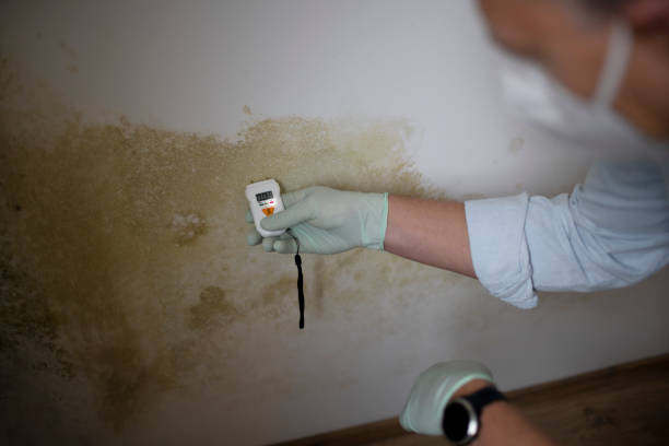 Best Post-Remediation Services in Marion, MS