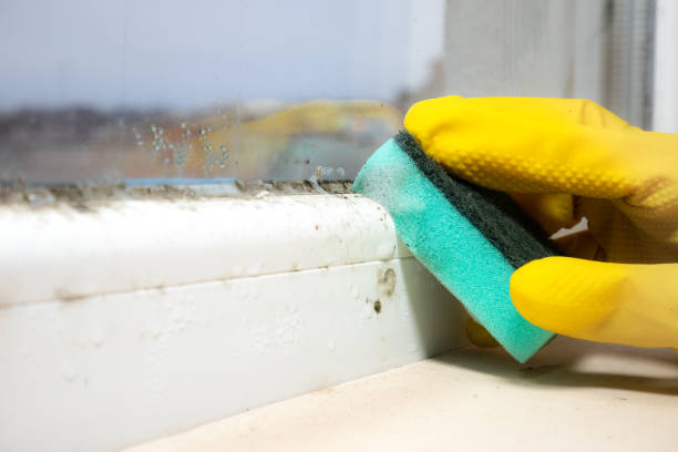 Best Mold Testing and Inspection Services in Marion, MS
