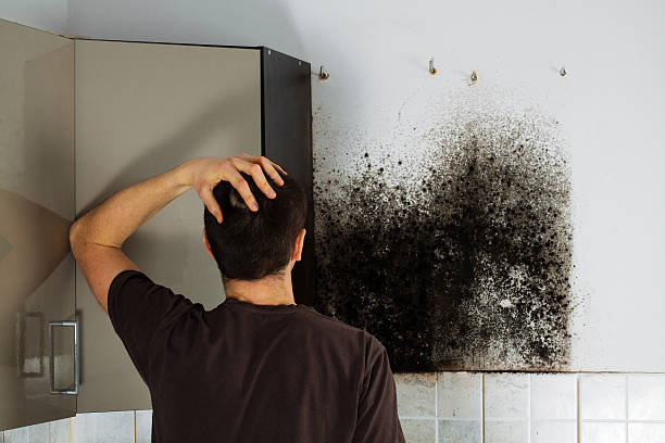 Best Emergency Mold Remediation in Marion, MS