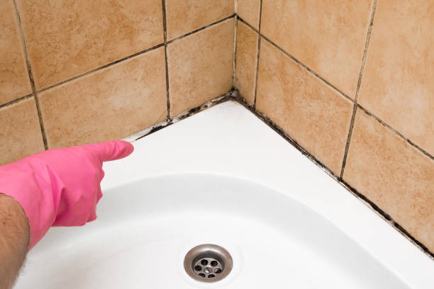 Best Residential Mold Remediation in Marion, MS